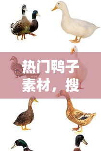 热门鸭子素材，搜索鸭子的图 