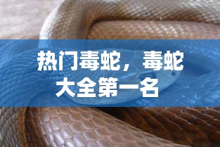 热门毒蛇，毒蛇大全第一名 
