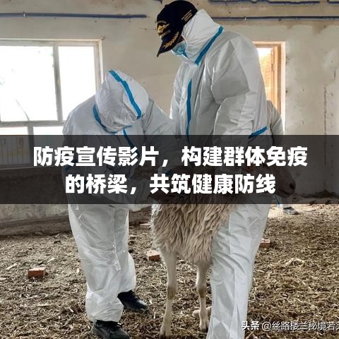 防疫宣传影片，构建群体免疫的桥梁，共筑健康防线
