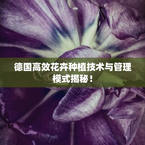 德国高效花卉种植技术与管理模式揭秘！