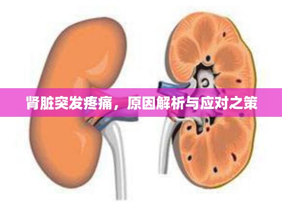 肾脏突发疼痛，原因解析与应对之策