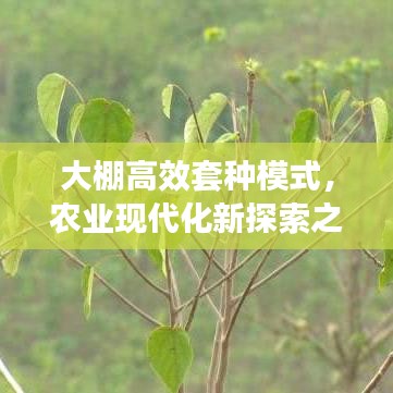 大棚高效套种模式，农业现代化新探索之路