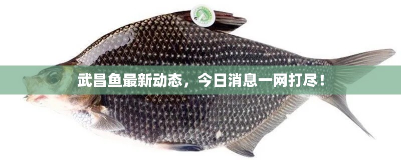 物稀为贵