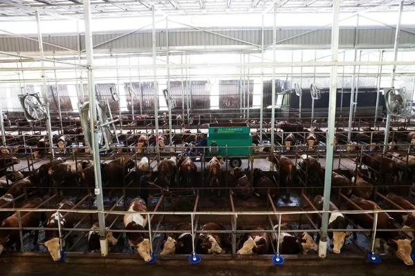 格格养牛官方下载,效率资料解释定义-pack1_v7.402