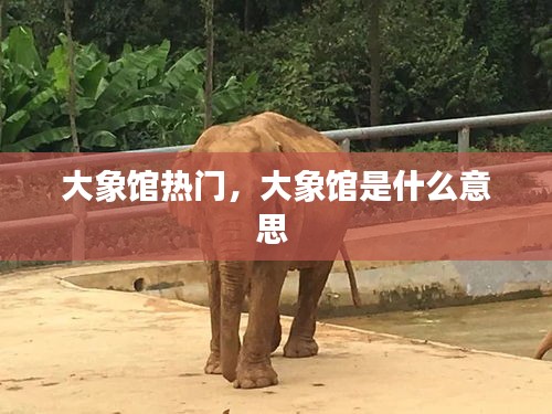 大象馆热门，大象馆是什么意思 