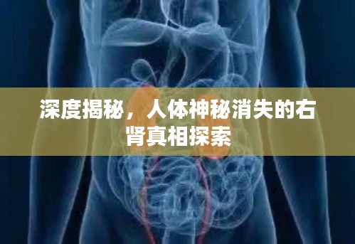 深度揭秘，人体神秘消失的右肾真相探索