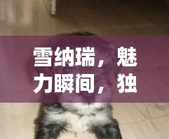 雪纳瑞，魅力瞬间，独特风采，不容错过！
