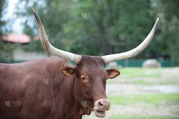 长角牛3.56 激活码与孔明棋官方下载,专家说明解析-HT_v3.847